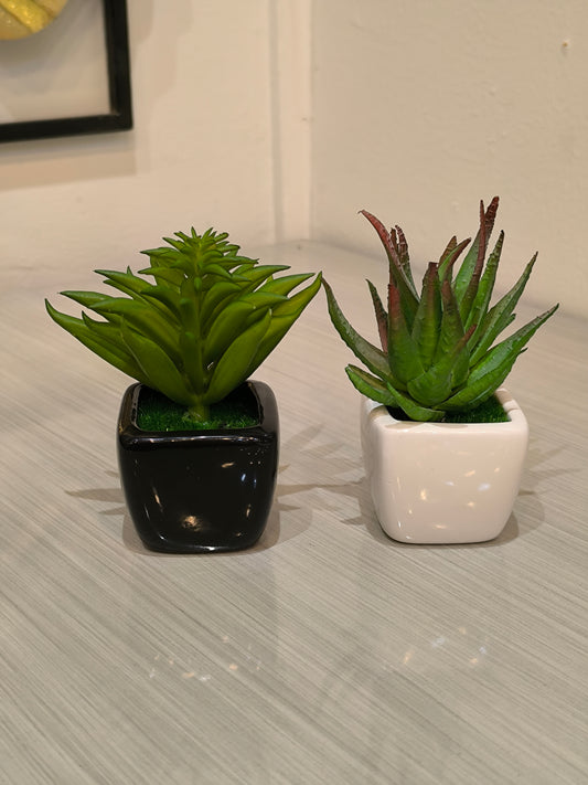 Small plants decor